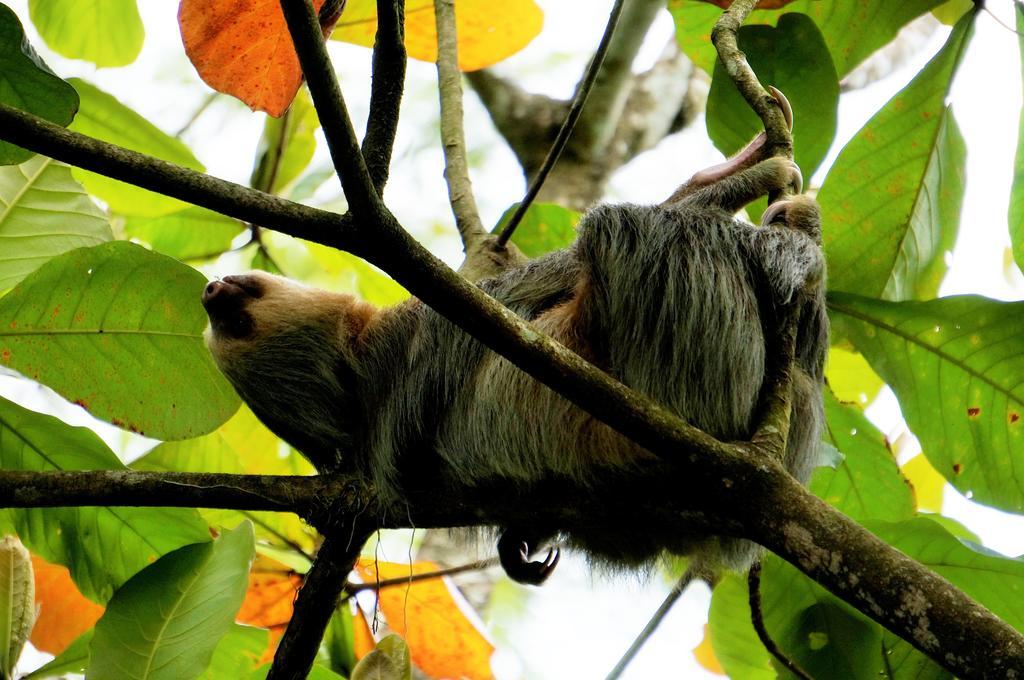 Hotel Monte Real La Fortuna Luaran gambar
