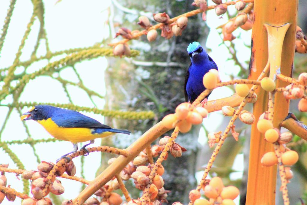 Hotel Monte Real La Fortuna Luaran gambar